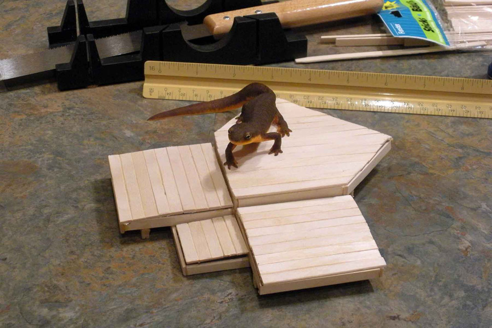 Deck model with our pet newt crawling on it