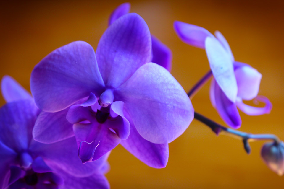 © Kristin D. Fundalinski - Purple Orchid