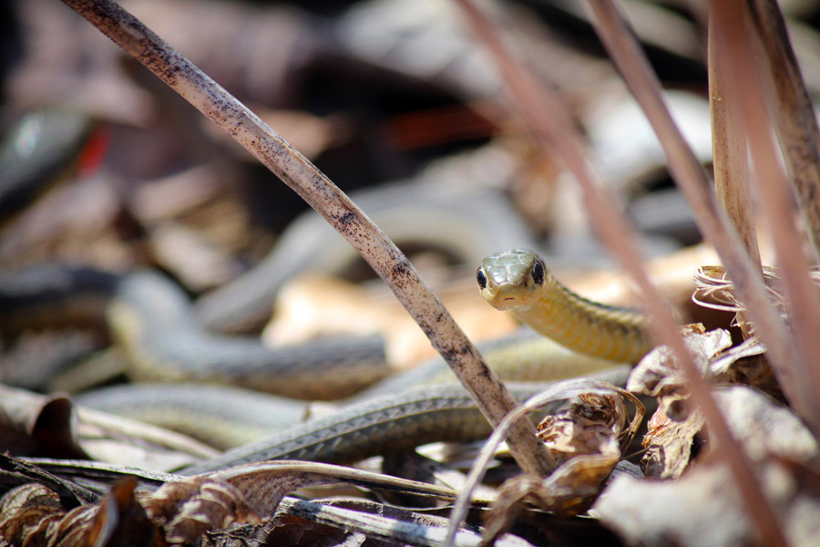 © Kristin D. Fundalinski - Garden Snake Peeking